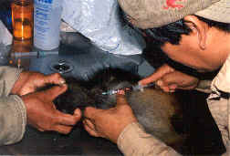 Muestreo sanguneo de los monos en proceso de rehabilitacin
